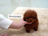 Safkan Toy Poodle Tüy Dökmeyen Akıllı Ve Eğitime Açık
