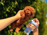 Safkan Kore Toy Poodle Yavrularımız Yeni Ailelerini Bekliyor