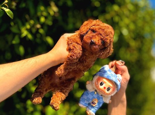 Safkan Kore Toy Poodle Yavrularımız Yeni Ailelerini Bekliyor görsel