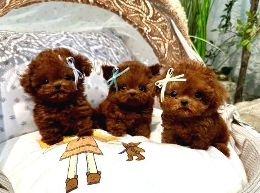 Safkan Kore Toy Poodle Yavrularımız Yeni Ailelerini Bekliyor görsel