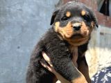Safkan Rottweiler Yavru Sağlık Ve Irk Garantili