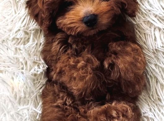 Toy Poodle Yavrularımız görsel
