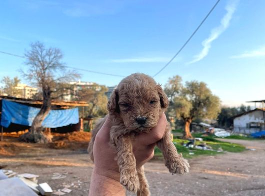 3Kg Garanti̇li̇ Koyu Renk Malti̇po  Bebekler görsel