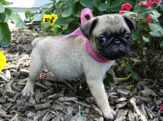 Pug Yavrularımız görsel