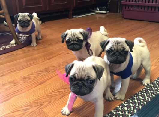 Pug Yavrularımız görsel