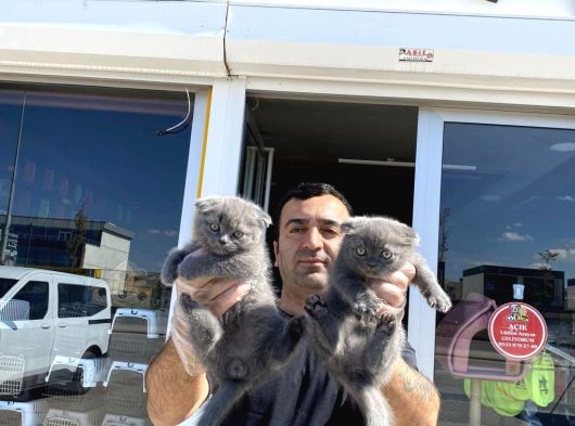Kedi̇ci̇den Renk Renk Scottish Fold Yavrulari Ankara Mağazmzda görsel