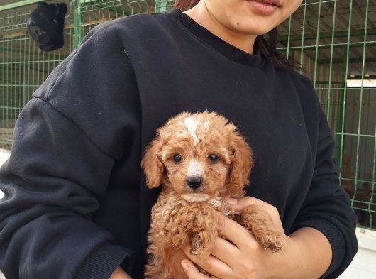 Tatlı Toy Poodle Bebeğımız görsel