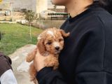 Tatlı toy poodle bebeğımız