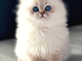 İpeksi Tüylü Silver British Longhair