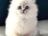İpeksi Tüylü Silver British Longhair