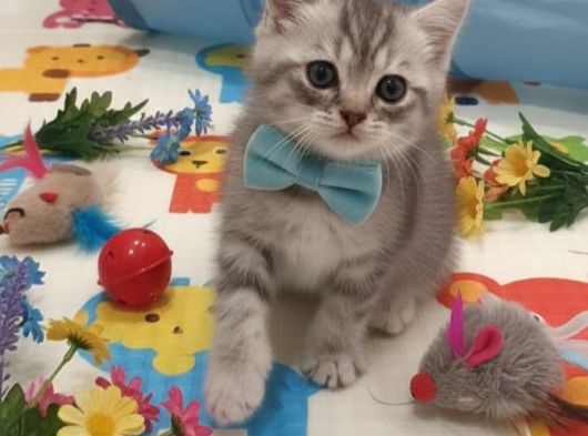 Sevi̇mli̇ Masum Bebeği̇m Tesli̇me Hazir görsel