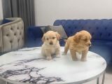Teslime Hazır Minyatür Minnaklarım