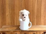 Teacup Maltese yavrularım