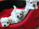 TEACUP KOREAN MALTESE BEBEKLER