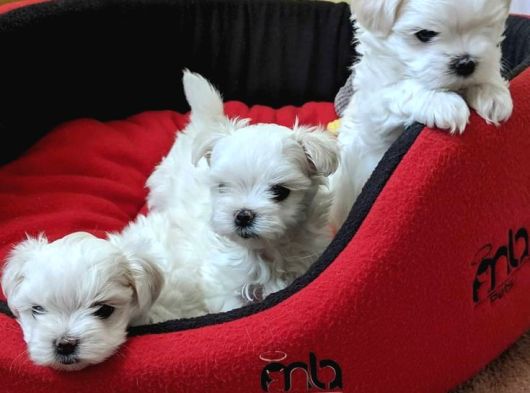 Teacup Korean Maltese Bebekler