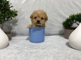 Tea cup maltipoo
