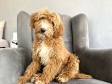 GERÇEK DOODLE BEBEĞİMİZ GİANT AŞILI GARANTİLİ