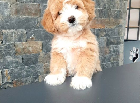 Benzersiz Güzellikte Maltipo Bebeklerimiz görsel