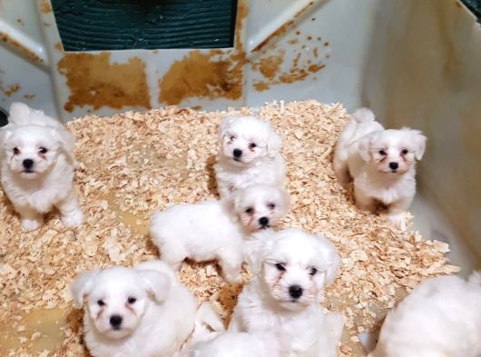 Muhteşem Güzellikte Maltese görsel