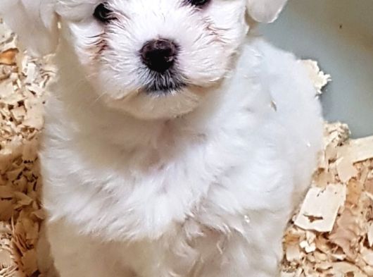 Muhteşem Güzellikte Maltese