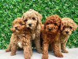 Muhteşem toy poodle lar orjinal