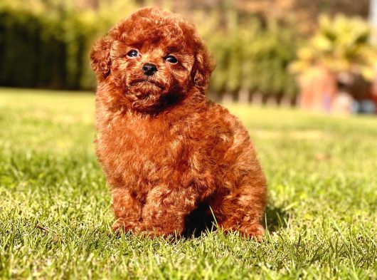 Show Kalite Toy Poodle Yavruları İstanbul görsel