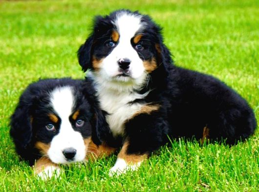 Kraliyet Soyundan Gelen Bernese Yavruları görsel