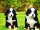 Kraliyet Soyundan Gelen Bernese Yavruları