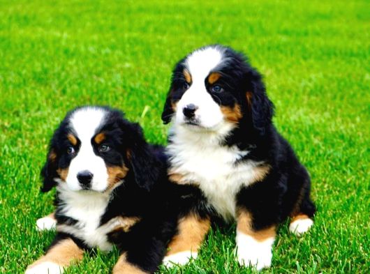 Kraliyet Soyundan Gelen Bernese Yavruları görsel