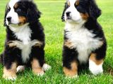 Kraliyet Soyundan Gelen Bernese Yavruları