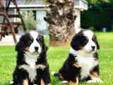 Kraliyet Soyundan Gelen Bernese Yavruları