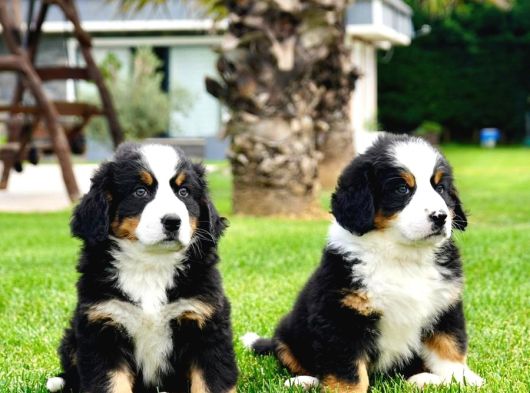 Kraliyet Soyundan Gelen Bernese Yavruları