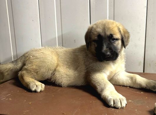 Süper Kangal Yavruları