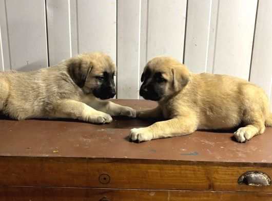 Süper Kangal Yavruları görsel