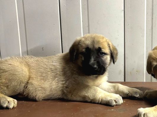 Süper Kangal Yavruları görsel
