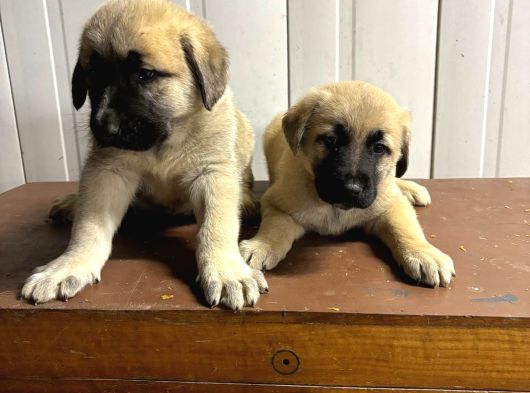 Süper Kangal Yavruları görsel
