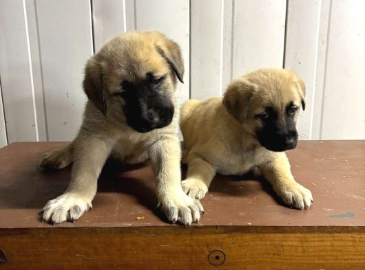 Süper Kangal Yavruları görsel