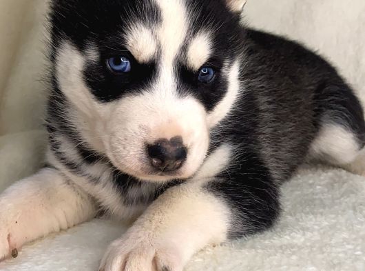 Husky bebekler
