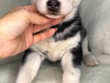 Husky Bebekler