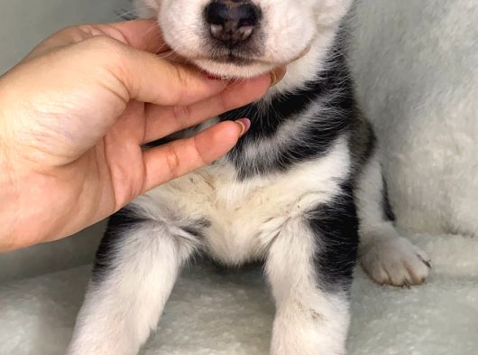 Husky Bebekler görsel