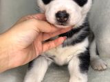 Husky Bebekler