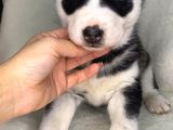 Husky Bebekler