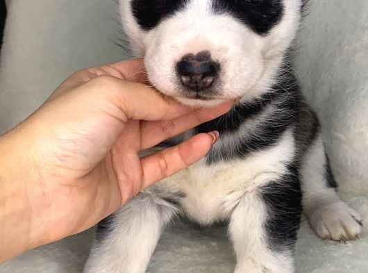 Husky Bebekler görsel