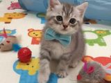 SEVİMLİ MASUM BEBEĞİM TESLİME HAZIR