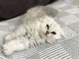 Minik Kardeşler