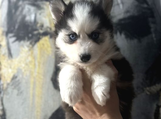 Masmavi Gözlerle Husky Bebekler görsel