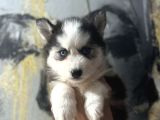 Masmavi Gözlerle Husky Bebekler