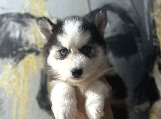 Masmavi Gözlerle Husky Bebekler görsel