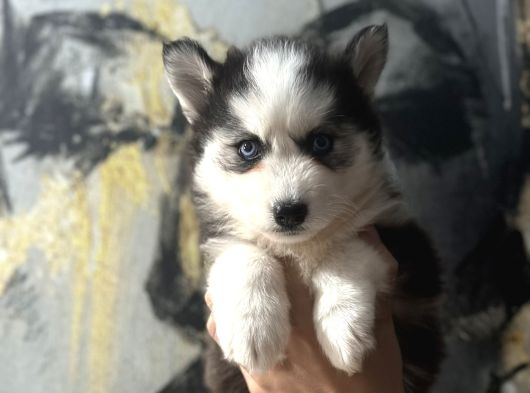 Masmavi Gözlerle Husky Bebekler