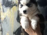 Masmavi Gözlerle Husky Bebekler